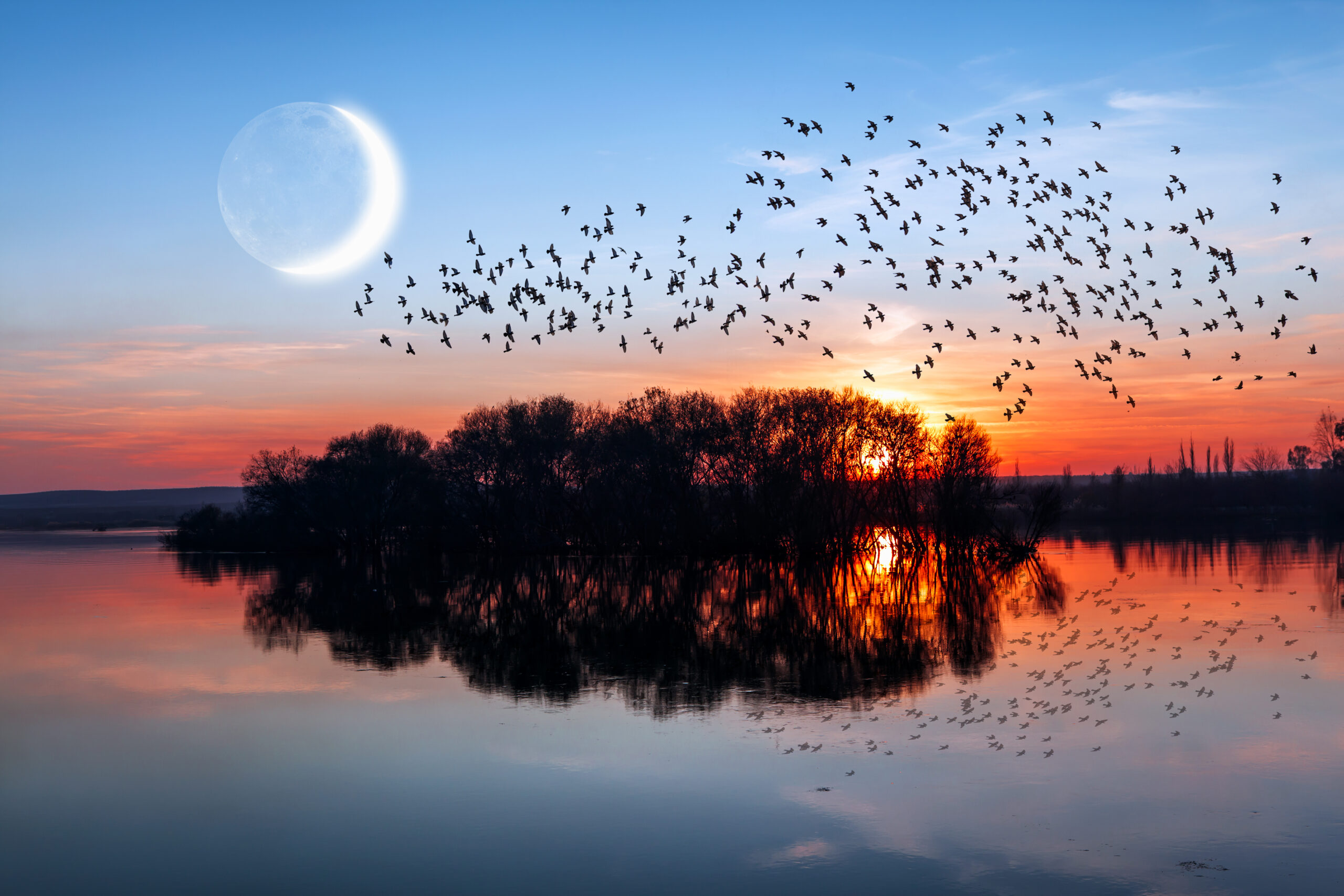Birds,Silhouettes,Flying,Above,The,Lake,With,New,Moon,At